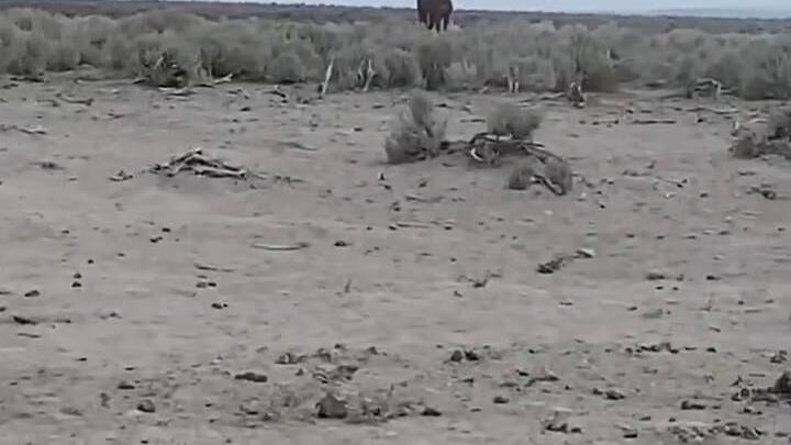 Oregon colt after being rescued from mud by BLM worker